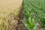 MOD&Egrave;LES LIBRES ET AGRICULTURE - B-Boost