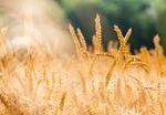 MOD&Egrave;LES LIBRES ET AGRICULTURE - B-Boost