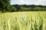MOD&Egrave;LES LIBRES ET AGRICULTURE - B-Boost