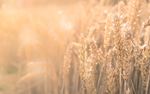 MOD&Egrave;LES LIBRES ET AGRICULTURE - B-Boost