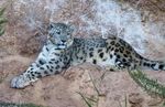REPUBLIQUE KIRGHIZE Expéditions en sciences participatives pour le suivi animal dans la réserve de Naryn - OSI Panthera