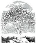 Structures de donn&eacute;es avanc&eacute;es
