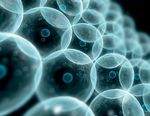 B&Eacute;B&Eacute;S G&Eacute;N&Eacute;TIQUEMENT MODIFI&Eacute;S - Enjeux &eacute;thiques soulev&eacute;s par la modification g&eacute;n&eacute;tique des cellules germinales et des embryons R&eacute;sum&eacute; et ...