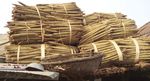 Pérenniser les dynamiques traditionnelles de production et de conservation des semences traditionnelles de riz en Guinée-Bissau.