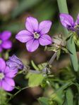 LES MESSICOLES, CES JOLIES FLEURS DES MOISSONS