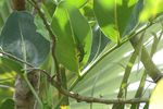 Sympatrie entre le Gecko vert de Manapany Phelsuma inexpectata endémique de la Réunion et le Gecko vert poussière d'or P. laticauda introduits au ...
