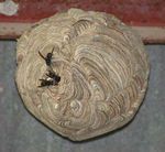 La découverte du Frelon asiatique Vespa velutina, en France - Ada Aura