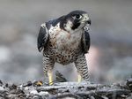 Plan de gestion du Faucon p&egrave;lerin anatum/tundrius (Falco peregrinus anatum/tundrius) au Canada Faucon p&egrave;lerin anatum/tundrius - Loi sur les ...