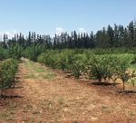 Changement climatique et résilience de l'agriculture à la sécheresse