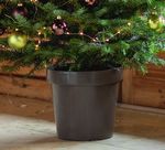 Le meilleur des sapins pour un Noël inoubliable - 10 € - CARNET DE SOIN - Botanic