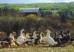 GUIDE DES BONNES PRATIQUES POUR LA CONSERVATION ET LA MISE EN VALEUR DES B&Acirc;TIMENTS AGRICOLES DE CHARLEVOIX - MRC de Charlevoix-Est