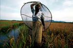 " Guinée, le peuple des mangroves " - le photographe