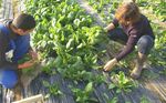 Invendus / invendables - quelles solutions pour les fruits et l&eacute;gumes ? - Pays de ...