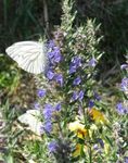 Jardin familial et permaculture - Conception, implantation et entretien d'un jardin familial pour une bonne production, en s'inspirant de la ...