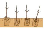 DE LA PLANTATION À LA TAILLE : l'essentiel pour le planteur