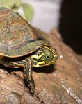 La situation des tortues - Sensibiliser pour mieux protéger - Partners in Amphibian and Reptile ...