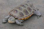 La situation des tortues - Sensibiliser pour mieux protéger - Partners in Amphibian and Reptile ...