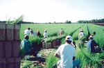Certifying Good Agricultural Practices: A Brief History of the CanadaGAP Program Certification des bonnes pratiques agricoles : un bref historique ...