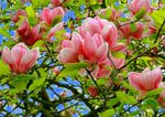 Commerce ext&eacute;rieur des produits de l'horticulture ornementale - Bilan annuel 2019 - FranceAgriMer