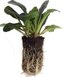 NOUVEAUT&Eacute;S MULTICELLULES - vivaces fines herbes - Vivaflora