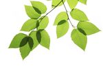 GUIDE D'AUTO&Eacute;VALUATION - PROGRAMME ENVIRONNEMENTAL