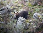 Sur les traces des Ours bruns des Asturies - Défi Nature