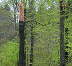 LE POINT SUR LA MALADIE DU H&Ecirc;TRE EN WALLONIE