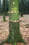 LE POINT SUR LA MALADIE DU H&Ecirc;TRE EN WALLONIE
