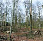 LE POINT SUR LA MALADIE DU H&Ecirc;TRE EN WALLONIE