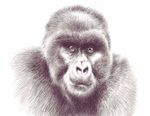 Une nouvelle Charte : 1 000 gorilles de montagne à l'horizon 2018 - The Gorilla Organization