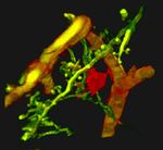 Biologie Santé UMR INTERTRYP - Interactions hôtes-vecteurs-parasites-environnement dans les maladies tropicales négligées dues aux ...