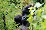 Des fours efficaces au secours de l'habitat des derniers gorilles de montagne