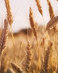 RAPPORT DE REALISATIONS - RUFORUM