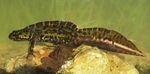 PROJET RÉGIONAL MARES ET AMPHIBIENS - Améliorer la qualité des habitats de reproduction des Amphibiens en Pays de la Loire - CPIE Logne ...