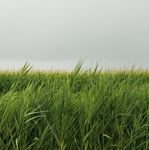 &Eacute;dition &Eacute;T&Eacute; &Eacute;lections g&eacute;n&eacute;rales municipales Camp de jour Folies d'&eacute;t&eacute; Programmation estivale - Ville de Rigaud