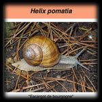 Docteur, donnez-moi quelque chose pour ma toux - S&eacute;minaire Quadrimed 25.01.2018 Damien Keller