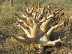 FAIRE LA LIAISON - conservation de la biodiversit&eacute;, utilisation durable ...
