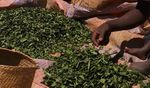 FAIRE LA LIAISON - conservation de la biodiversit&eacute;, utilisation durable ...