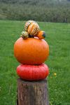 Fête de la citrouille - ThurAmap