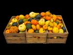 Fête de la citrouille - ThurAmap