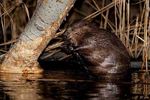 La biodiversité à Saint-Romain-en-Gal - Le Parc nous informe - Parc naturel régional ...