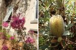 Le Jardin botanique de la Villa Thuret - Openfield