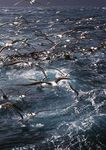 Accord sur la conservation des albatros et des p&eacute;trels - R&eacute;sultats des dix premi&egrave;res ann&eacute;es 2004 2014