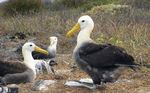 Accord sur la conservation des albatros et des p&eacute;trels - R&eacute;sultats des dix premi&egrave;res ann&eacute;es 2004 2014