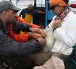 Accord sur la conservation des albatros et des p&eacute;trels - R&eacute;sultats des dix premi&egrave;res ann&eacute;es 2004 2014