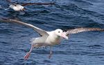 Accord sur la conservation des albatros et des p&eacute;trels - R&eacute;sultats des dix premi&egrave;res ann&eacute;es 2004 2014