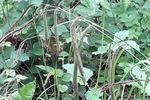 LA VOIE DU PRÉSENT Un parcours immersif dans le Bois de Lauzelle - Cercles des Naturalistes de Belgique