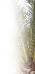 Colloque méditerranéen sur les ravageurs des palmiers