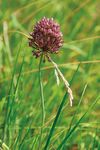 HOTSPOT La biodiversit&eacute; au quotidien - 39 | 2019 - Sciences naturelles Suisse