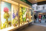 HOTSPOT La biodiversit&eacute; au quotidien - 39 | 2019 - Sciences naturelles Suisse